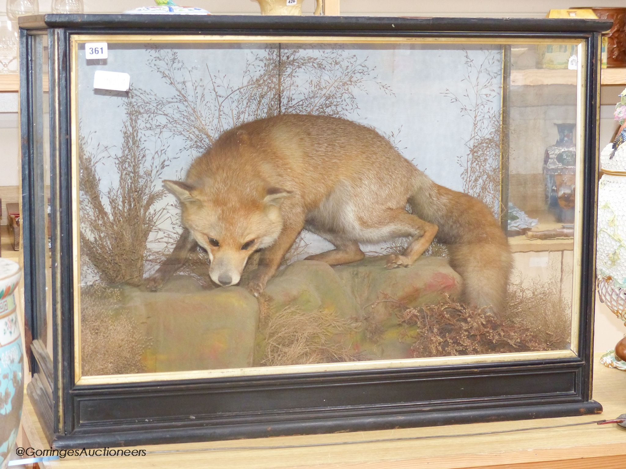 An early 20th century cased taxidermy fox, overall length 89cm